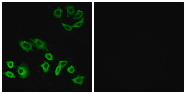 Anti-RHOH antibody produced in rabbit affinity isolated antibody