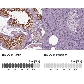 Anti-HSPA2 antibody produced in rabbit Prestige Antibodies&#174; Powered by Atlas Antibodies, affinity isolated antibody, buffered aqueous glycerol solution