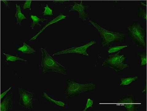 Monoclonal Anti-PLP1 antibody produced in mouse clone 2D7, purified immunoglobulin, buffered aqueous solution