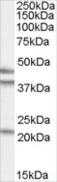 Anti-GABPB2 antibody produced in goat affinity isolated antibody, buffered aqueous solution