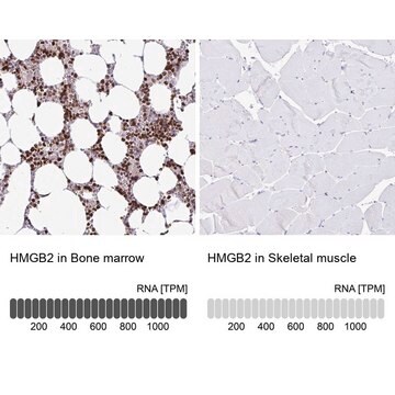 Anti-HMGB2 antibody produced in rabbit Prestige Antibodies&#174; Powered by Atlas Antibodies, affinity isolated antibody, buffered aqueous glycerol solution