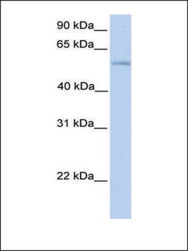 Anti-PLD3 antibody produced in rabbit affinity isolated antibody