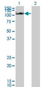 Monoclonal Anti-CIAS1, (N-terminal) antibody produced in mouse clone 3B1, purified immunoglobulin, buffered aqueous solution