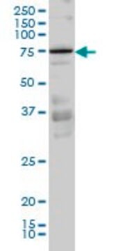 Monoclonal Anti-PRKCI, (N-terminal) antibody produced in mouse clone 3A7, purified immunoglobulin, buffered aqueous solution