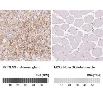 Anti-MCOLN3 antibody produced in rabbit Prestige Antibodies&#174; Powered by Atlas Antibodies, affinity isolated antibody, buffered aqueous glycerol solution