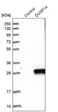 Anti-DUSP14 antibody produced in rabbit Prestige Antibodies&#174; Powered by Atlas Antibodies, affinity isolated antibody, buffered aqueous glycerol solution