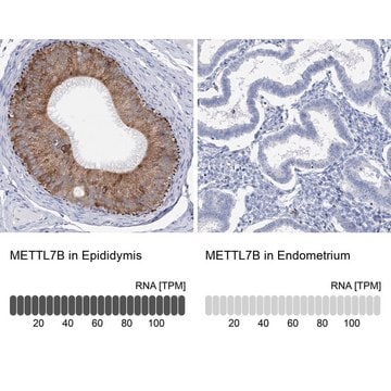 Anti-METTL7B antibody produced in rabbit Prestige Antibodies&#174; Powered by Atlas Antibodies, affinity isolated antibody, buffered aqueous glycerol solution