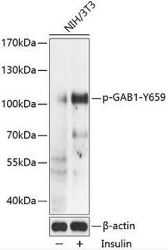 Anti-Phospho-GAB1-Y659 antibody produced in rabbit