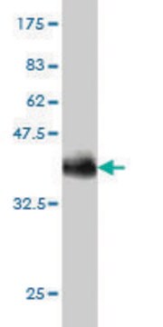 Monoclonal Anti-SPAST antibody produced in mouse clone 3A12, purified immunoglobulin, buffered aqueous solution