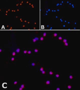 Anti-Orai1 in Kaninchen hergestellte Antikörper ~1.0&#160;mg/mL, affinity isolated antibody, buffered aqueous solution