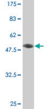 Monoclonal Anti-ETV4 antibody produced in mouse clone 1A3-1D3, purified immunoglobulin, buffered aqueous solution