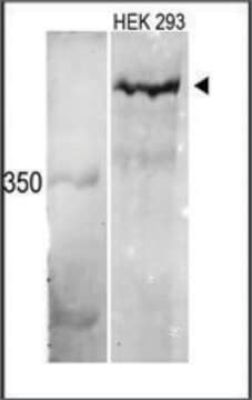 Anti-MLL3 (C-term) antibody produced in rabbit IgG fraction of antiserum, buffered aqueous solution