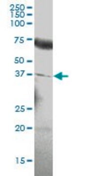 Anti-PDGFC antibody produced in mouse IgG fraction of antiserum, buffered aqueous solution