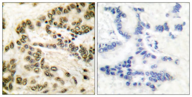 Anti-CREB antibody produced in rabbit affinity isolated antibody