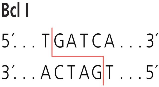 Bcl I from Bacillus caldolyticus Restriction Enzyme