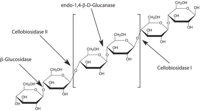 CELLULYSIN&#174; Cellulase, Trichoderma viride