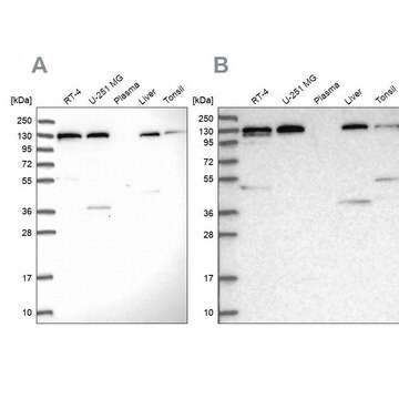 Anti-SEC23IP antibody produced in rabbit Prestige Antibodies&#174; Powered by Atlas Antibodies, affinity isolated antibody