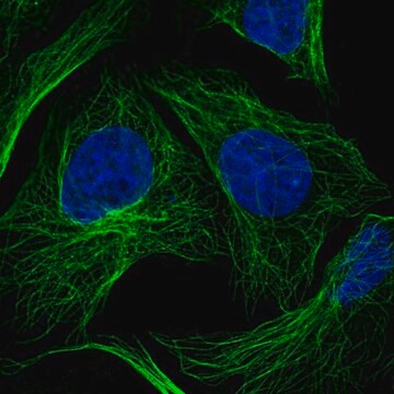 Anti-HS3ST3A1 antibody produced in rabbit Prestige Antibodies&#174; Powered by Atlas Antibodies, affinity isolated antibody