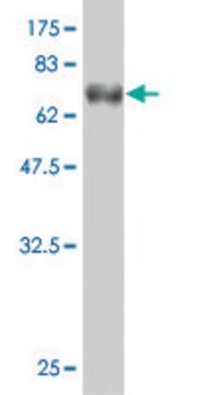 Monoclonal Anti-GENX-3414 antibody produced in mouse clone 4H4, purified immunoglobulin, buffered aqueous solution