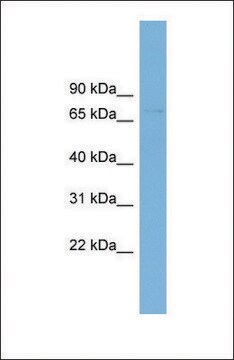 Anti-SLC2A12 antibody produced in rabbit affinity isolated antibody