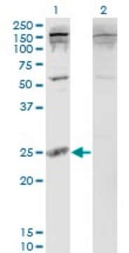 Monoclonal Anti-PDAP1 antibody produced in mouse clone 3B10, purified immunoglobulin, buffered aqueous solution