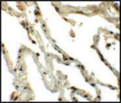 Anti-TSN antibody produced in rabbit affinity isolated antibody