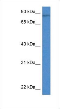 Anti-TRIM36 antibody produced in rabbit affinity isolated antibody