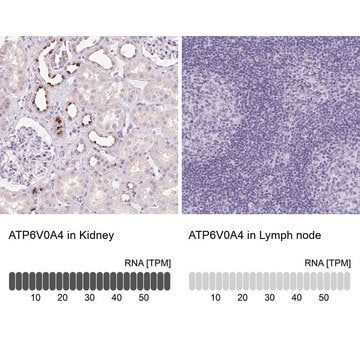 Anti-ATP6V0A4 antibody produced in rabbit Prestige Antibodies&#174; Powered by Atlas Antibodies, affinity isolated antibody, buffered aqueous glycerol solution