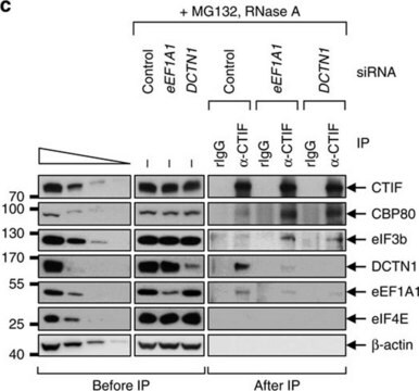 Anticorps anti-EF1&#945;, clone&nbsp;CBP-KK1 clone CBP-KK1, Upstate&#174;, from mouse