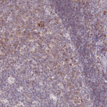 Anti-SLAMF6 antibody produced in rabbit Prestige Antibodies&#174; Powered by Atlas Antibodies, affinity isolated antibody, buffered aqueous glycerol solution