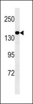 ANTI-MED14 antibody produced in mouse crude ascites, buffered aqueous solution