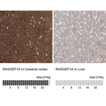 Anti-RASGEF1A antibody produced in rabbit Prestige Antibodies&#174; Powered by Atlas Antibodies, affinity isolated antibody, buffered aqueous glycerol solution