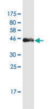 Monoclonal Anti-PAGE4 antibody produced in mouse clone 7C3, purified immunoglobulin, buffered aqueous solution