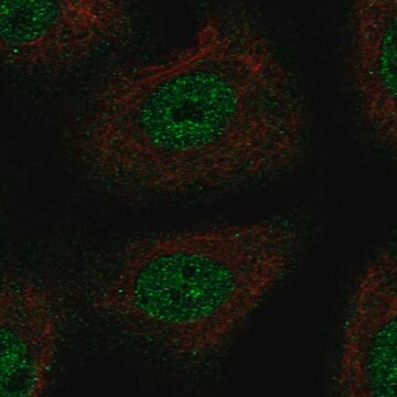 Anti-TSC22D1 antibody produced in rabbit Prestige Antibodies&#174; Powered by Atlas Antibodies, affinity isolated antibody