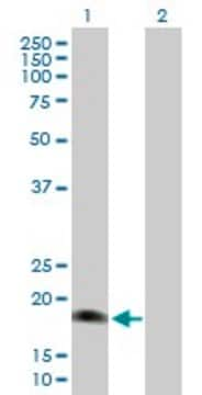 Anti-IL17E antibody produced in mouse purified immunoglobulin, buffered aqueous solution