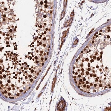 Anti-RALGAPA2 antibody produced in rabbit Prestige Antibodies&#174; Powered by Atlas Antibodies, affinity isolated antibody, buffered aqueous glycerol solution