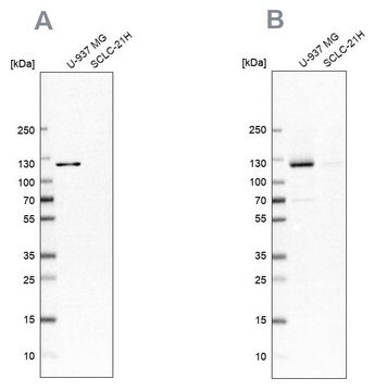 Anti-ARHGEF1 antibody produced in rabbit Prestige Antibodies&#174; Powered by Atlas Antibodies, affinity isolated antibody