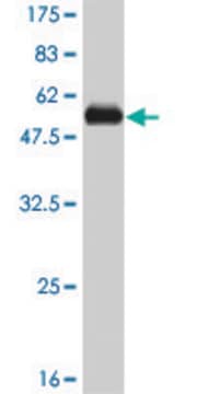 Monoclonal Anti-RSU1 antibody produced in mouse clone 1C6, purified immunoglobulin, buffered aqueous solution