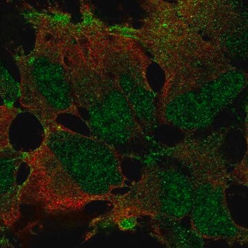 Anti-ZNF560 antibody produced in rabbit Prestige Antibodies&#174; Powered by Atlas Antibodies, affinity isolated antibody