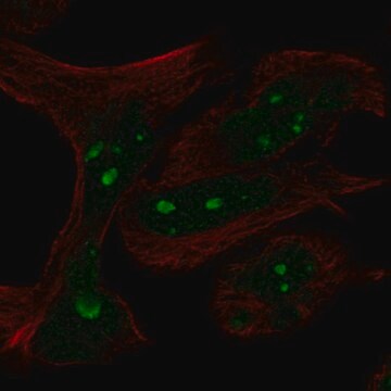 Anti-MYCN antibody produced in rabbit Prestige Antibodies&#174; Powered by Atlas Antibodies, affinity isolated antibody