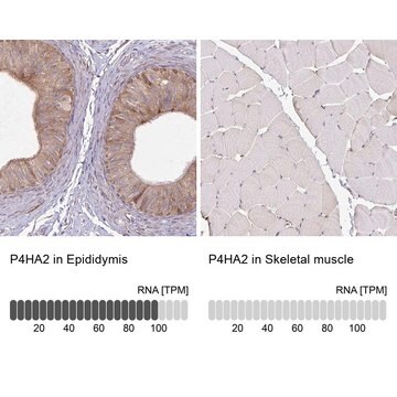 Anti-P4HA2 antibody produced in rabbit Prestige Antibodies&#174; Powered by Atlas Antibodies, affinity isolated antibody, buffered aqueous glycerol solution