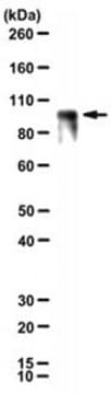 Anti-&#946;-Catenin Antibody, clone 12F7