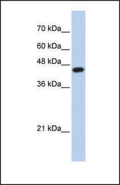 Anti-E2F1, (N-terminal) antibody produced in rabbit affinity isolated antibody