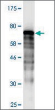 Monoclonal Anti-DNAJB5 antibody produced in mouse clone 1C2, purified immunoglobulin, buffered aqueous solution