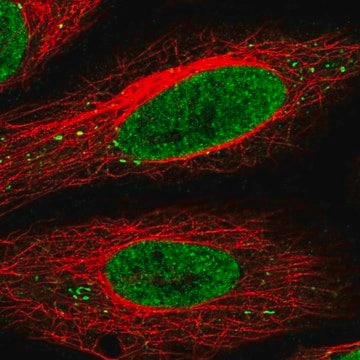 Anti-SEC13 antibody produced in rabbit Prestige Antibodies&#174; Powered by Atlas Antibodies, affinity isolated antibody