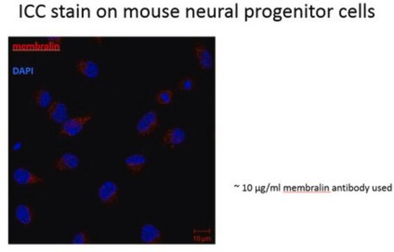 Anti-Membralin from rabbit