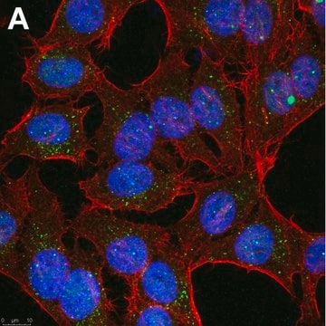 Anti-Linear Ubiquitin Antibody, clone 1E3 ZooMAb&#174; Rabbit Monoclonal recombinant, expressed in HEK 293 cells