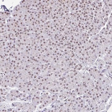 Anti-SLC7A10 antibody produced in rabbit Prestige Antibodies&#174; Powered by Atlas Antibodies, affinity isolated antibody, buffered aqueous glycerol solution