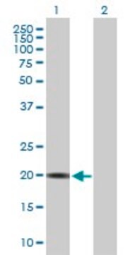 Anti-CRYGS antibody produced in mouse purified immunoglobulin, buffered aqueous solution