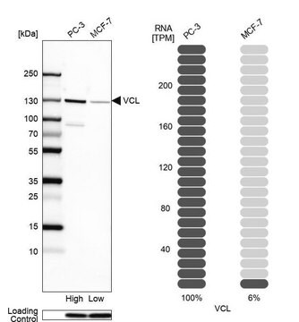 Anti-VCL antibody produced in rabbit Prestige Antibodies&#174; Powered by Atlas Antibodies, affinity isolated antibody